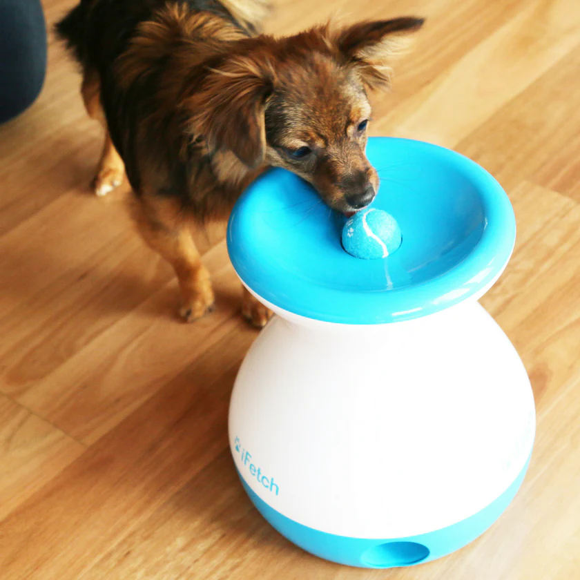 Ifetch frenzy online for large dogs