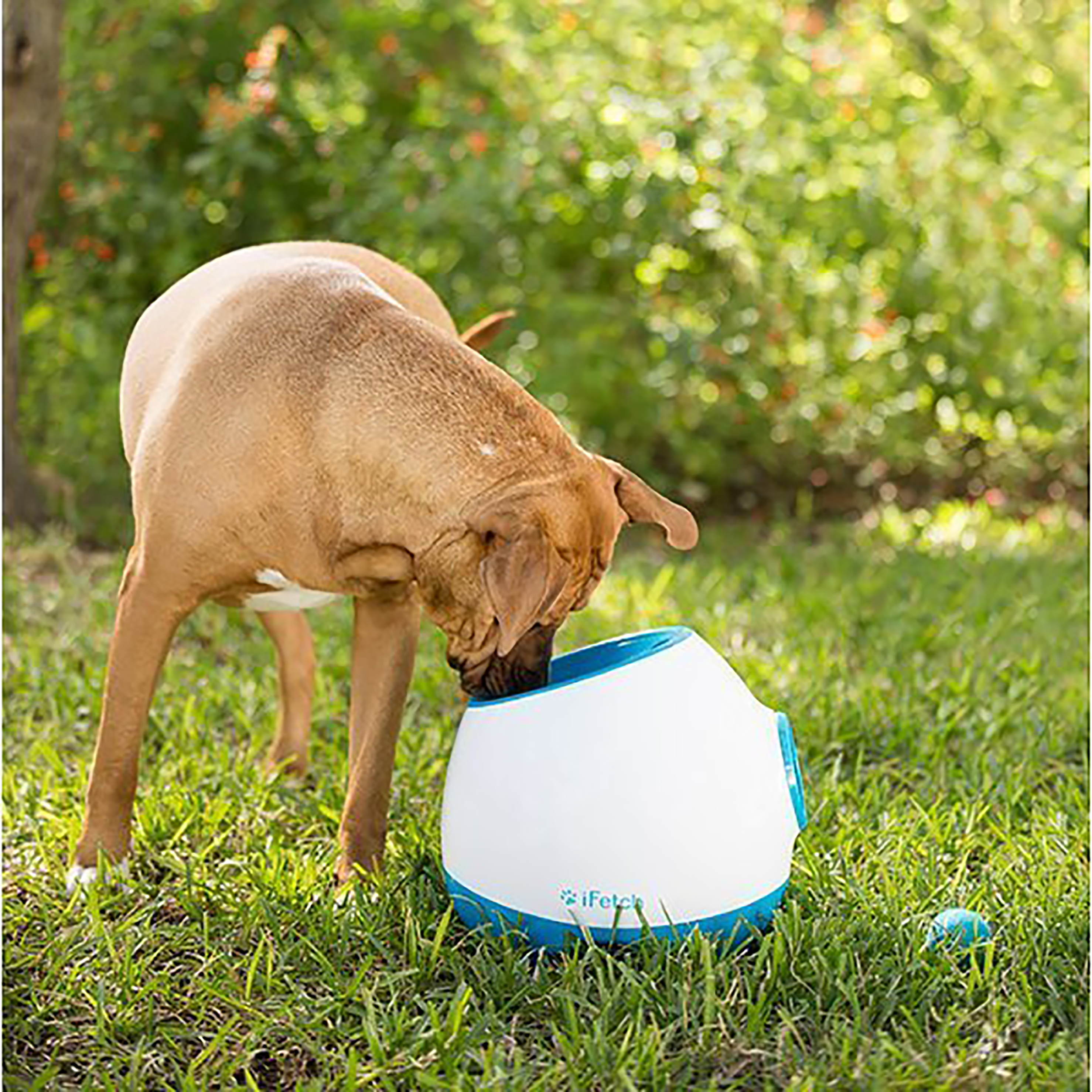 iFetch Too iFetch Australia